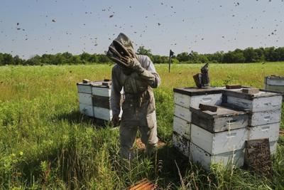 Bees have some ways to cope with a warming Earth, but researchers fear for their future