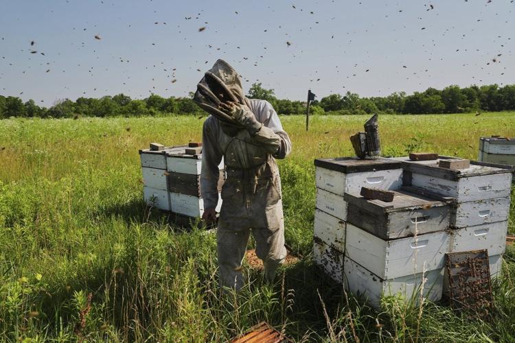 Bees have some ways to cope with a warming Earth, but researchers fear for their future