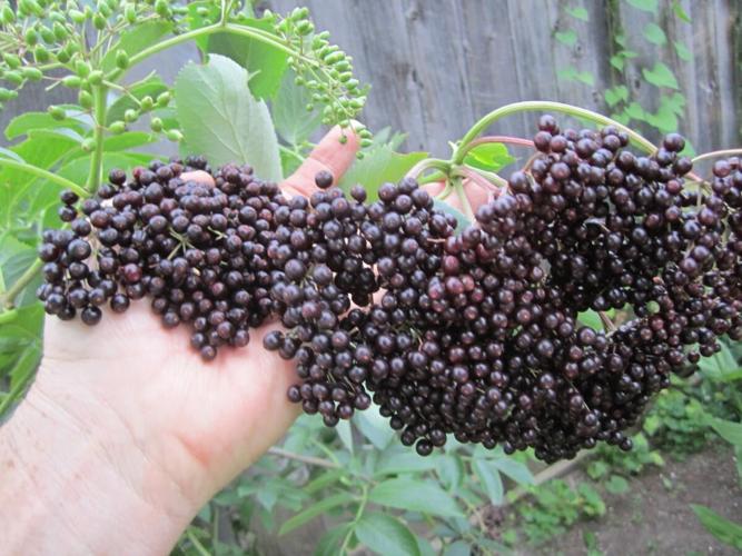 If fences make good neighbours, a fruitbearing hedge can make even