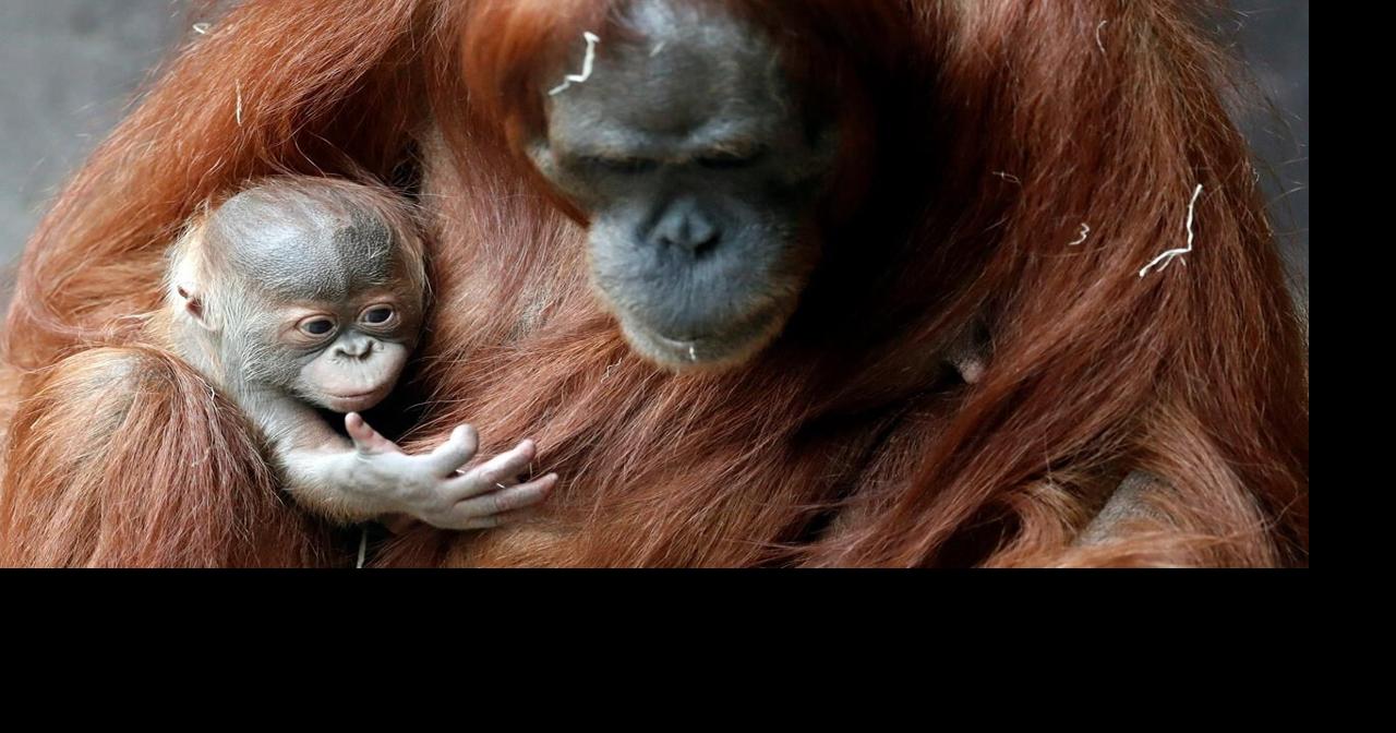 Prague zoo’s month-old Sumatran orangutan finally has a name