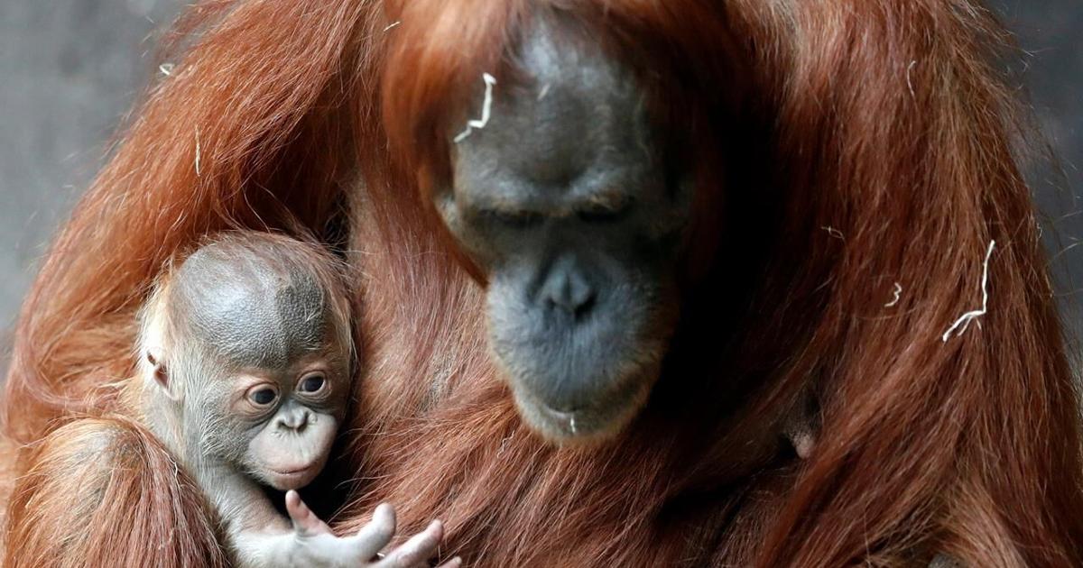 Prague zoo’s month-old Sumatran orangutan finally has a name