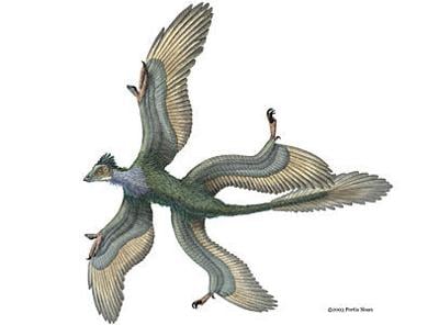 Chinese pterodactyl wings its way to the United Kingdom