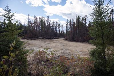 Blackened trees and silence at site of New Brunswick's largest summer wildfire