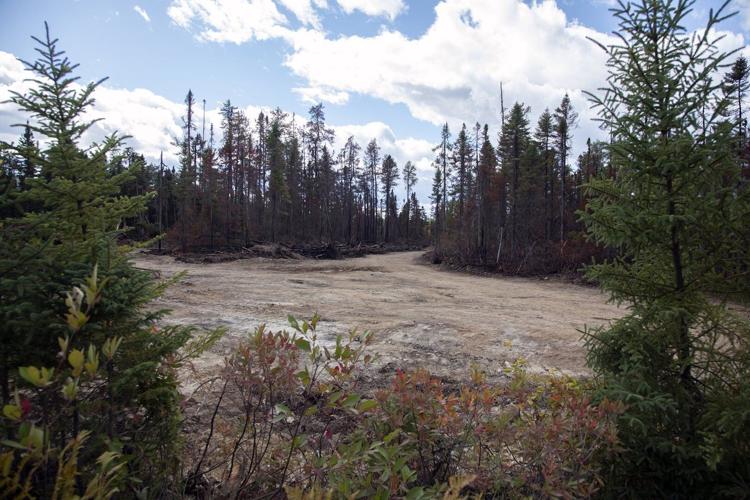Blackened trees and silence at site of New Brunswick's largest summer wildfire