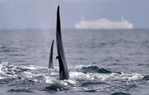 New southern resident killer whale calf spotted in waters near B.C.