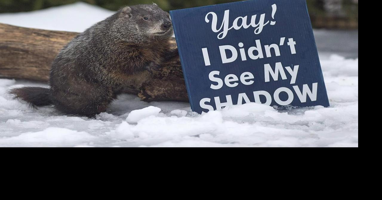 Wiarton Willie predicts an early spring