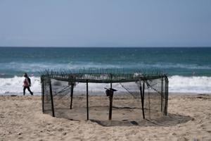 Agency says sea turtle eggs laid on California beaches are a first for the US West Coast