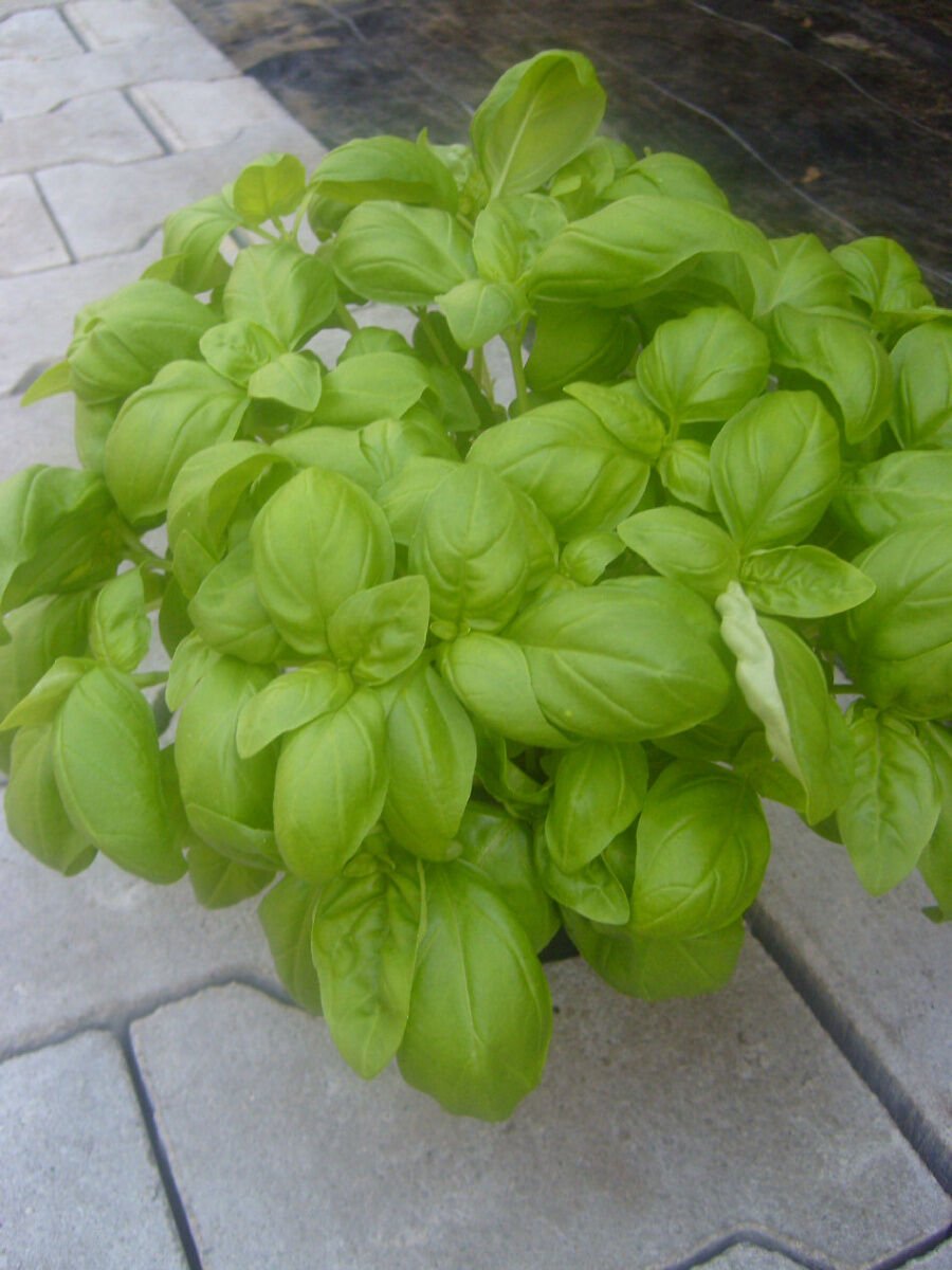 Plain old sweet basil still my favourite