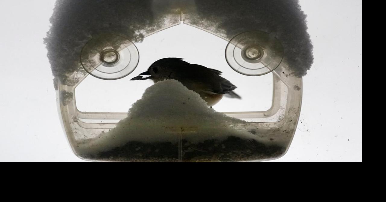 N.S. government biologist removing bird feeders to stop