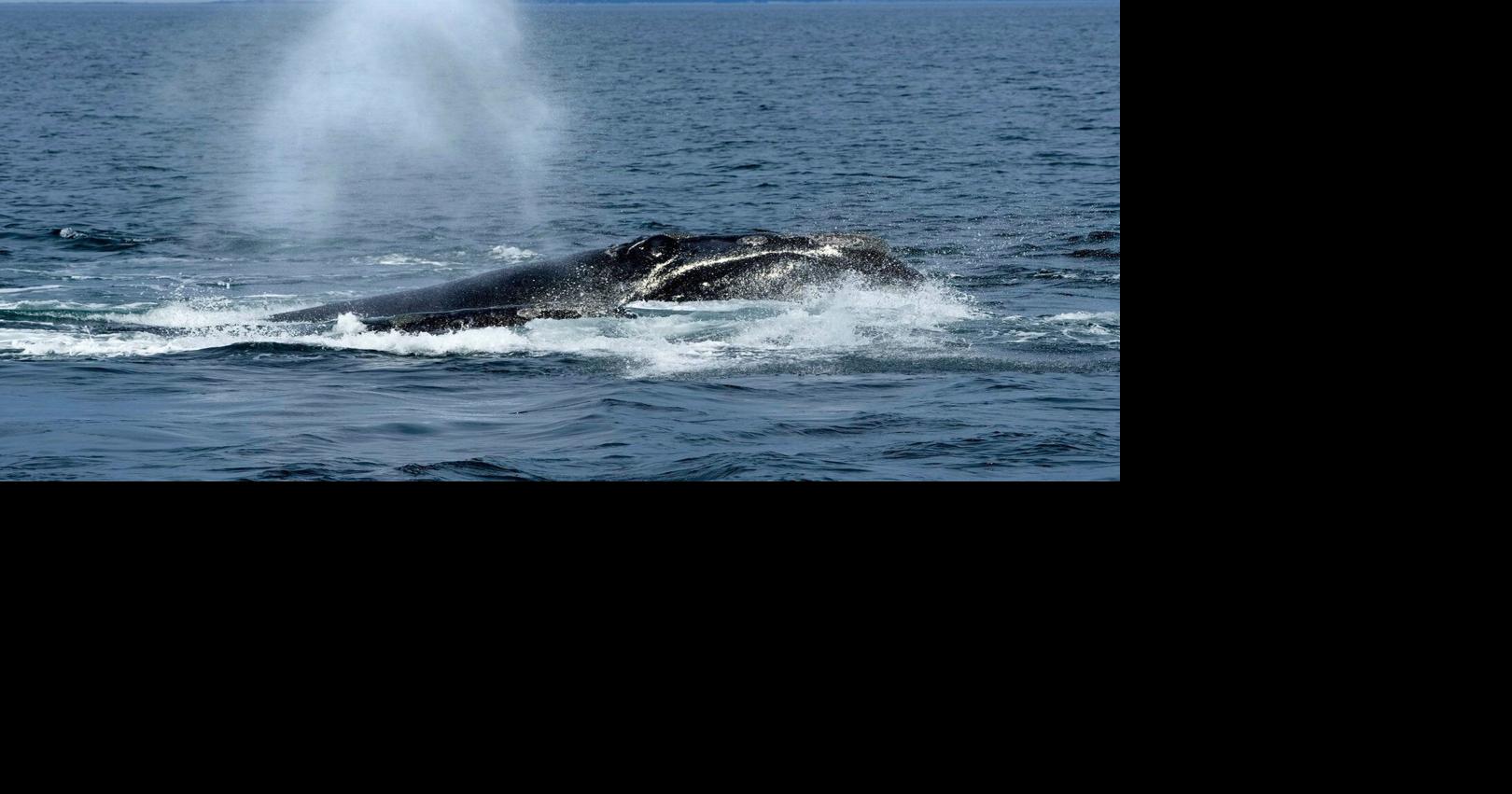 US ocean regulator faces criticism over changes to right whale protection rule