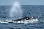 Internal DFO memo warns Trump-backed bill threatens right whale survival