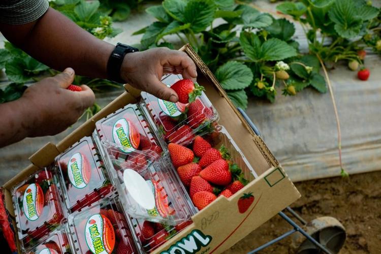 Calgary to trash 2,000 tons of plastic clamshells after running out of