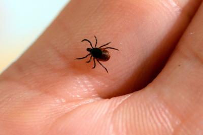 tick lyme disease.JPG