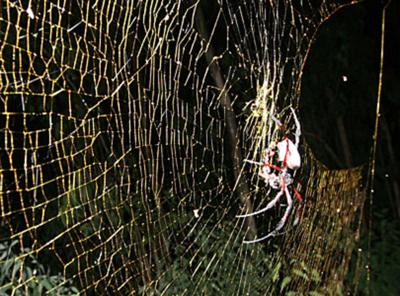 Designing a Spider Web to Evade Bird Collision