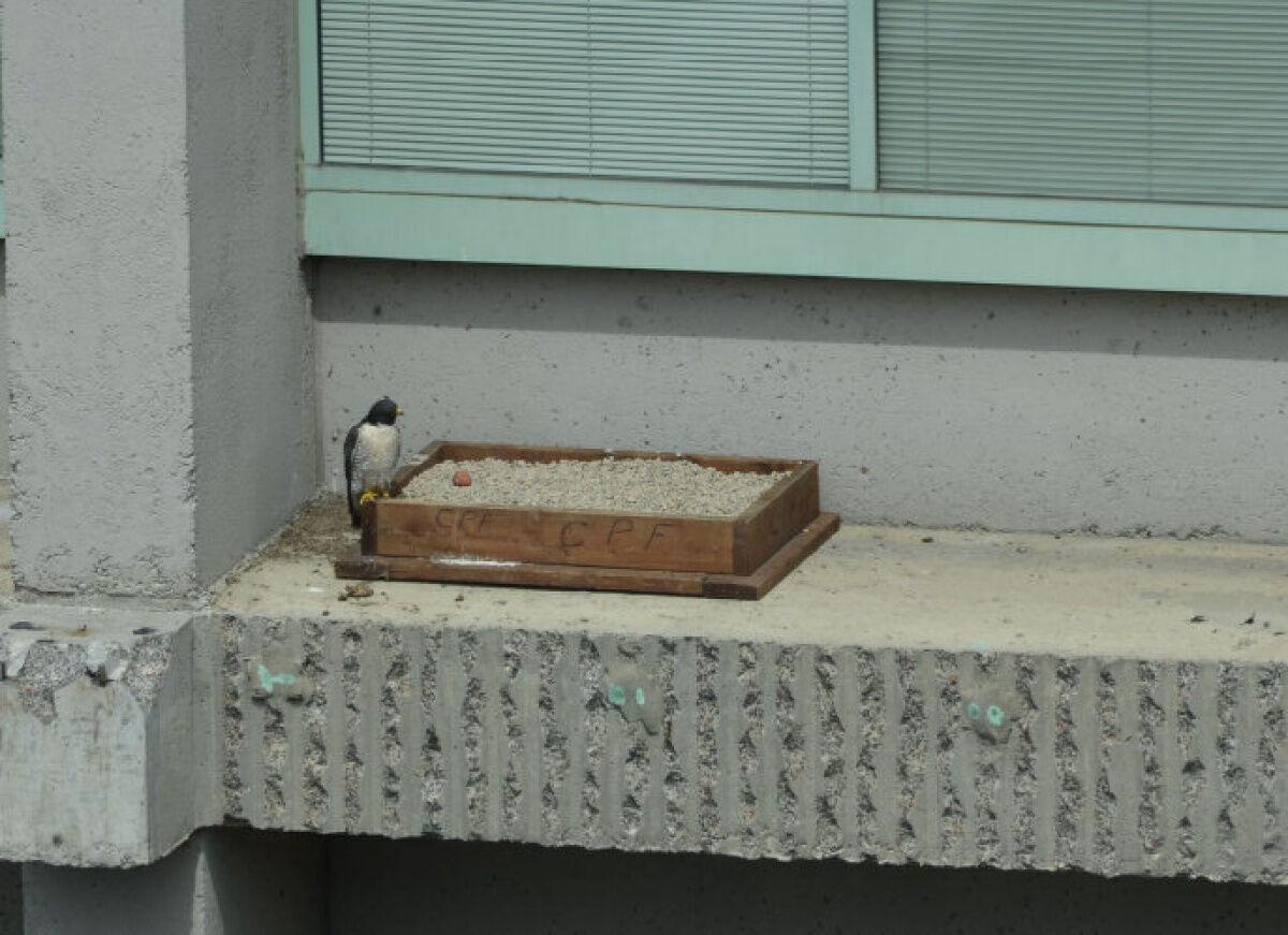 Rare peregrine falcon chicks spotted living atop Toronto high-rise and  they're adorable