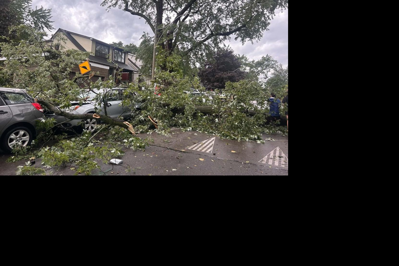 As Toronto cleans up tree damage from storm, residents eye aging canopy — nervously