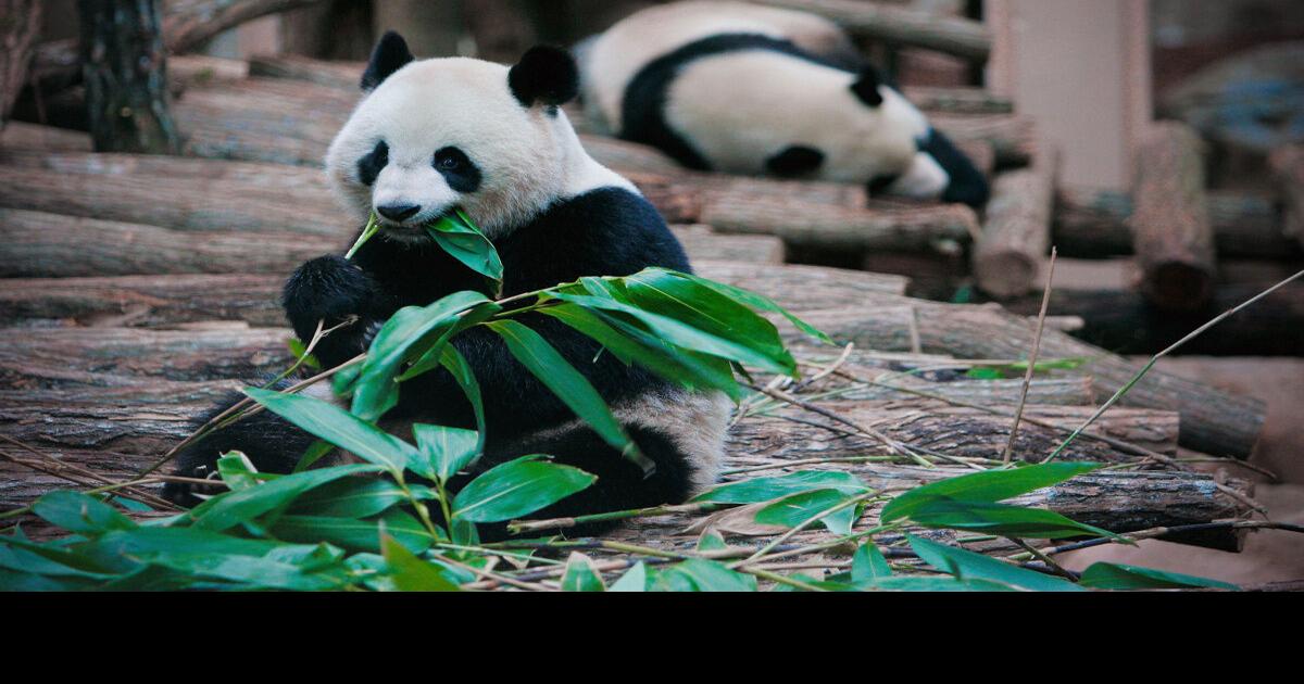 Can pandas pitch woo at the Toronto Zoo?