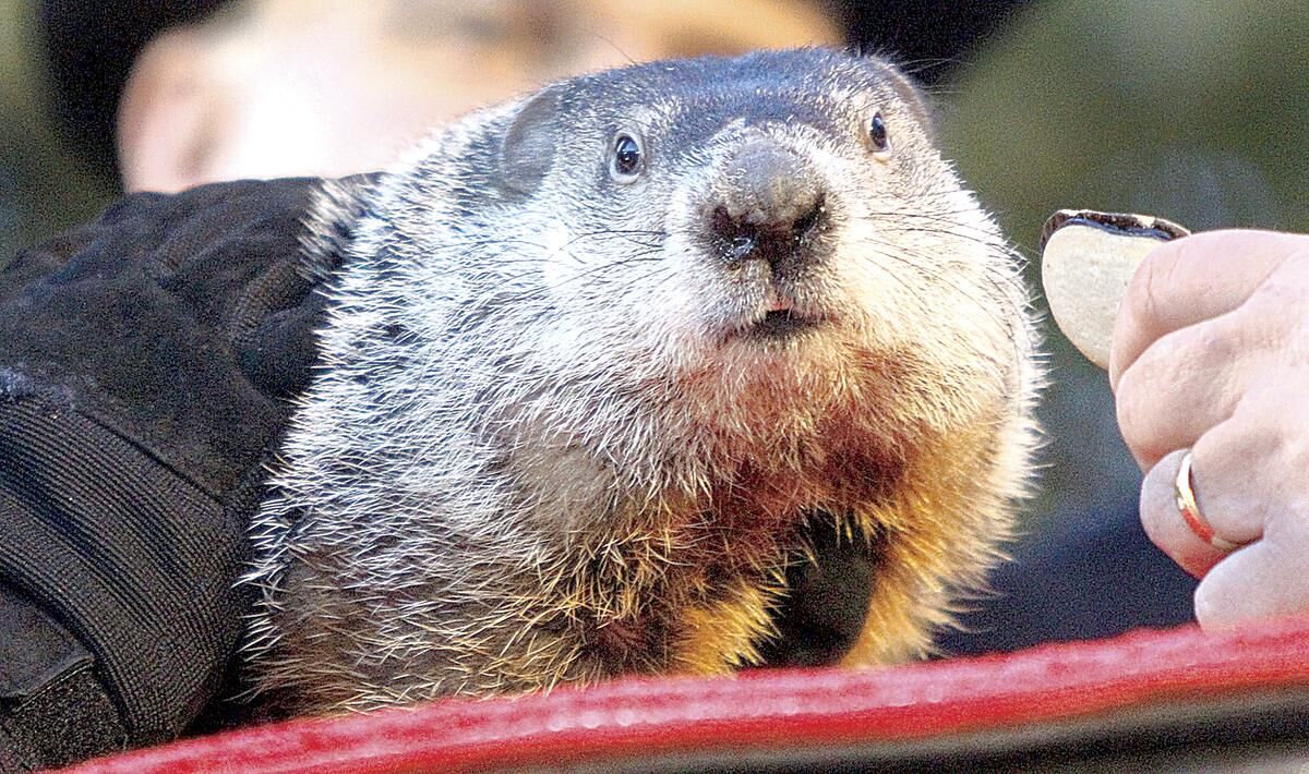 Groundhog on sale running socks