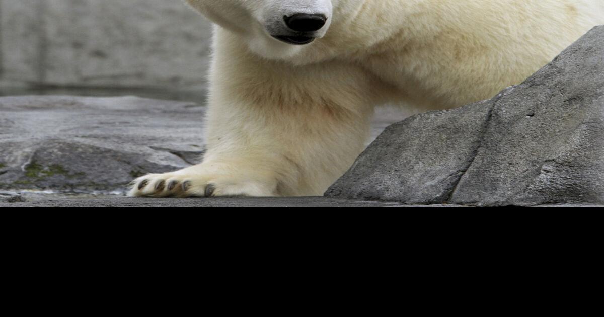 Newfoundland wildlife officers defend polar bear shooting