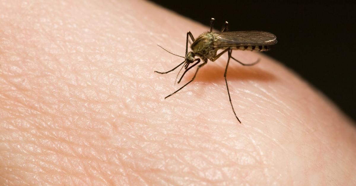 Mosquitoes carrying West Nile virus detected in Mississauga