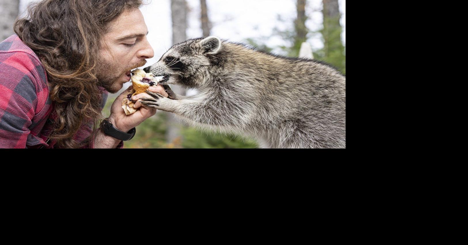 A Montreal man on the run from authorities takes pet raccoon for rabies ...