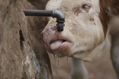 Water tanks replace springs on a Serbian mountain as drought endangers some 1,000 cows and horses