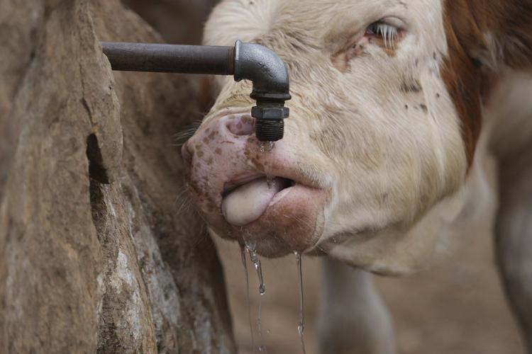 Water tanks replace springs on a Serbian mountain as drought endangers some 1,000 cows and horses