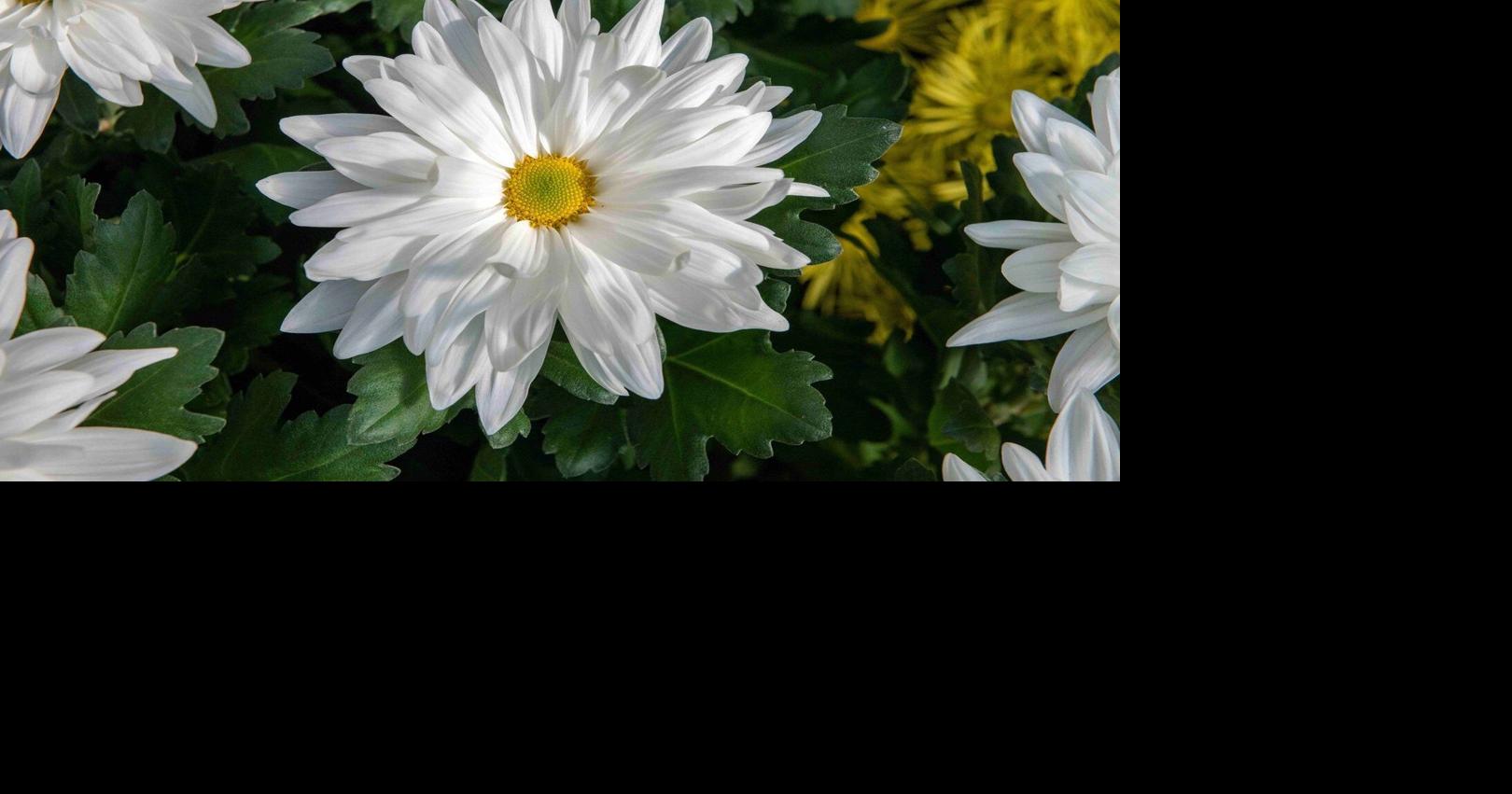 A guide to choosing mums for the fall garden – beyond the classic cushion