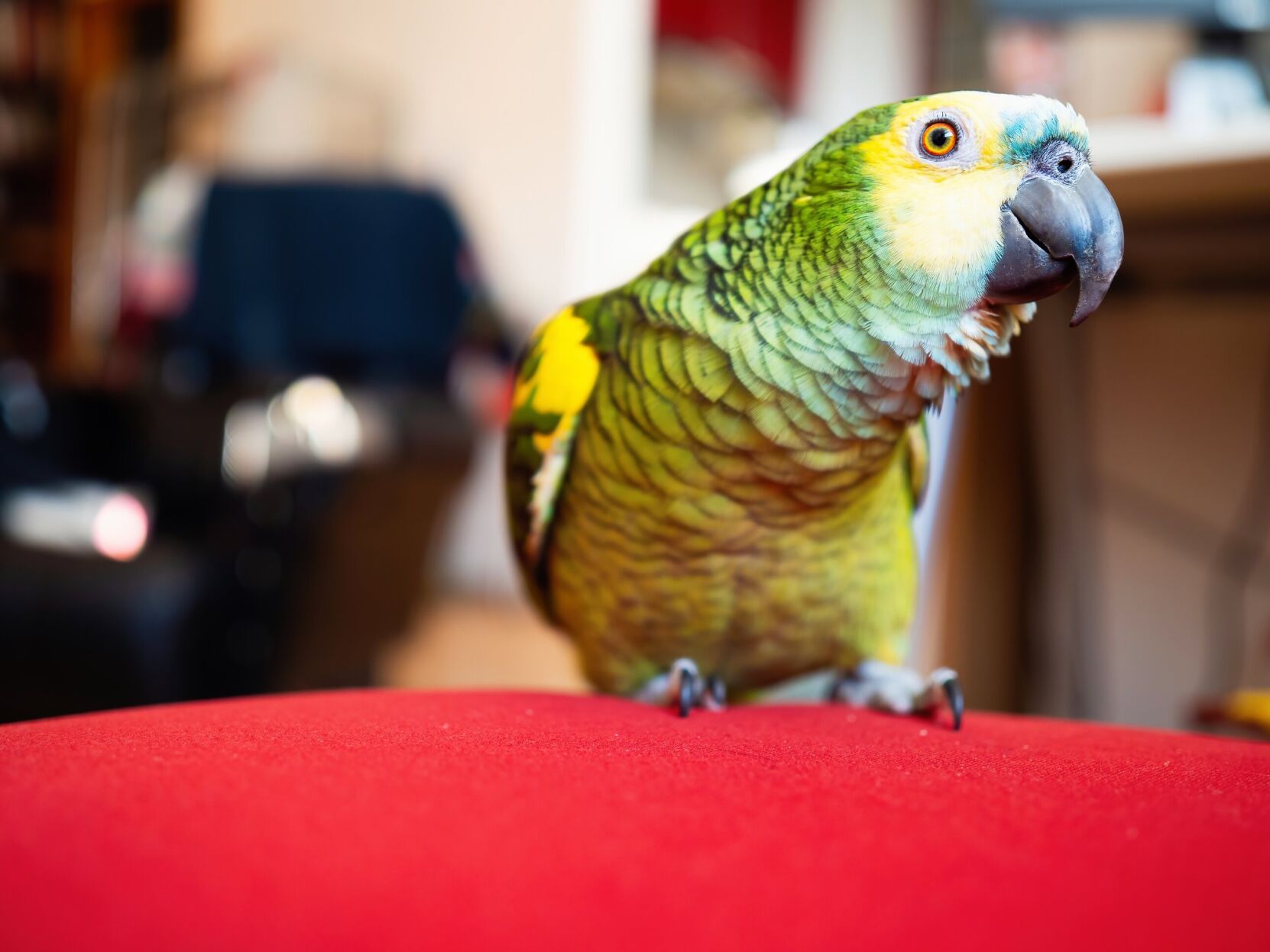 Polly wanna cuss U.K. zoo fed up with potty mouth parrots