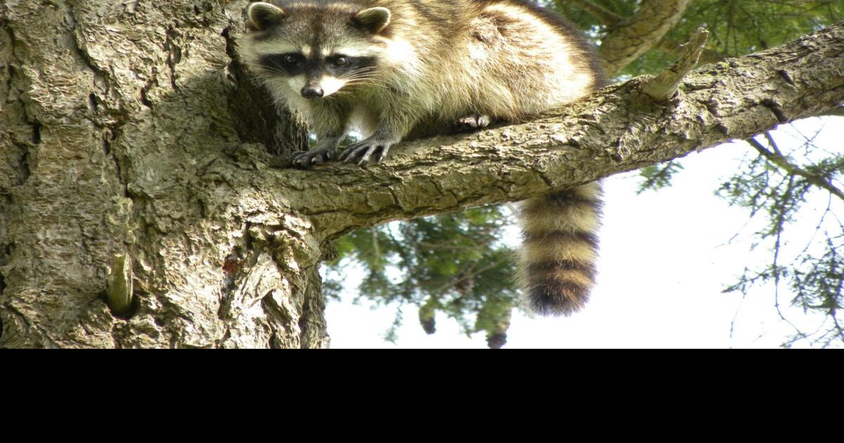 Ontario rabies outbreak came from hitchhiking raccoon research