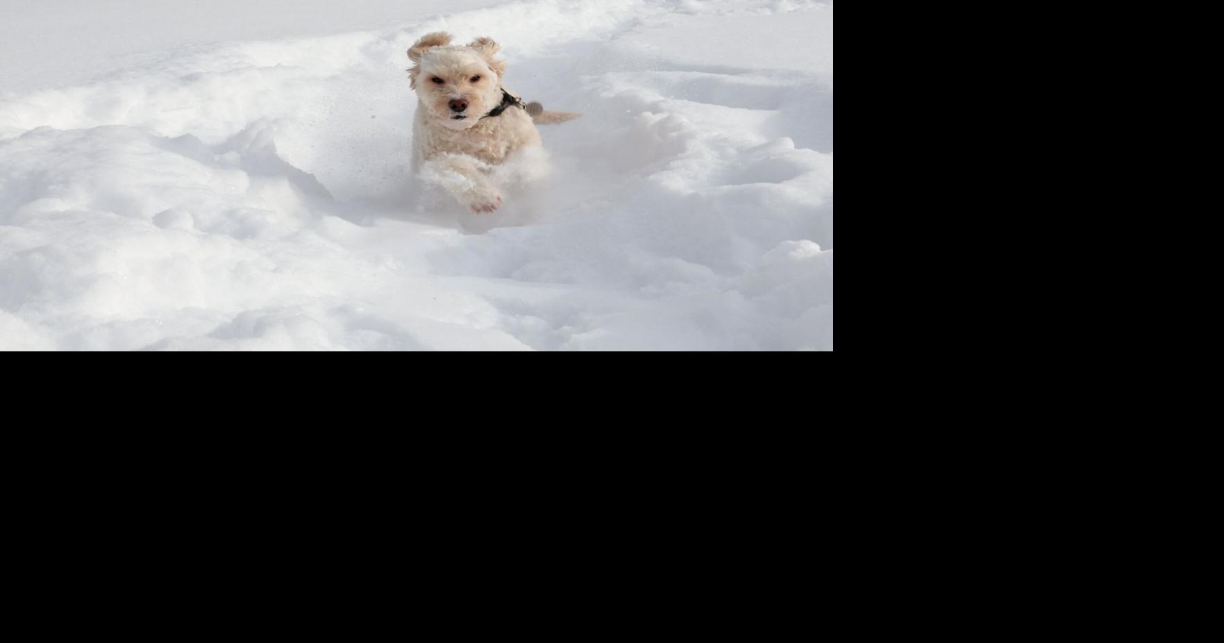 Dog days of winter: Send us photos and videos of your furry friend in the snow