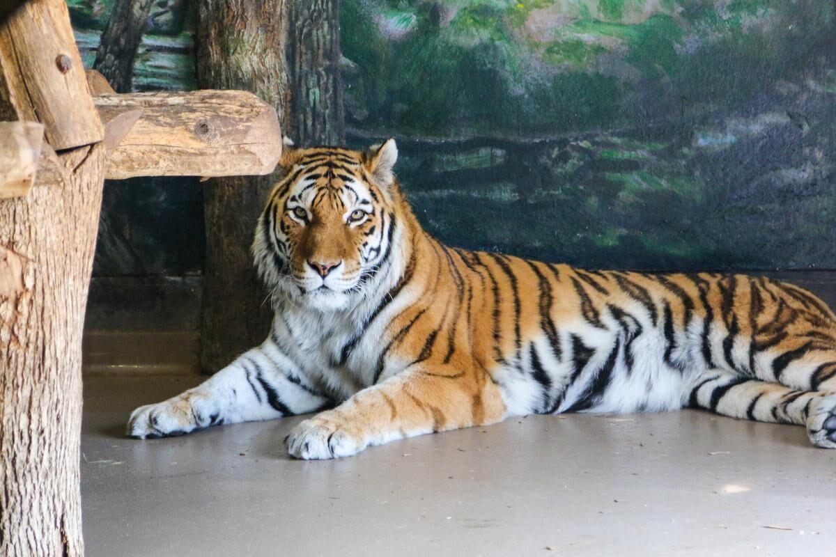 Gender reveal' held for newborn tiger cub at safari park, Plus