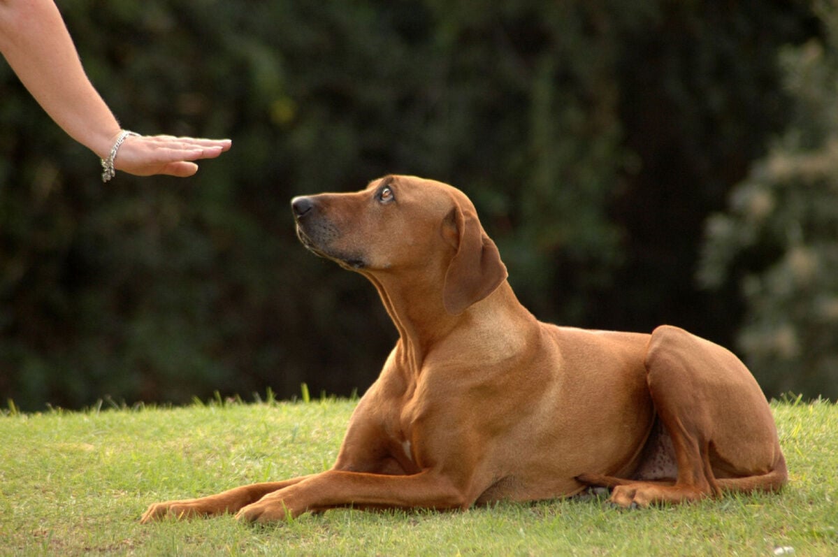 How to teach a dog 2024 to lay down without treats