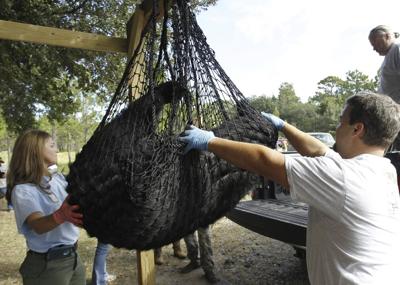 Conservationists sue to stop Florida's first black bear hunt in a decade