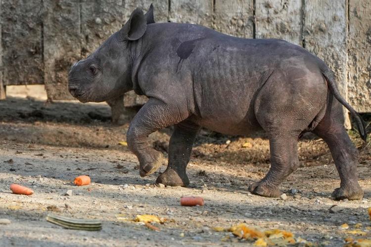 Critically endangered baby black rhino makes its debut at Cleveland zoo