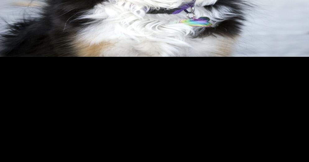 Anxiety or frustration can cause leash aggression for dogs