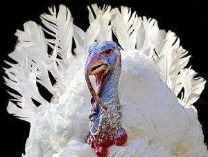 Here's what's open and closed in Toronto on the Thanksgiving long weekend