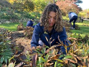 University of Michigan runners blitz campus peony garden, preparing hundreds of plants for winter