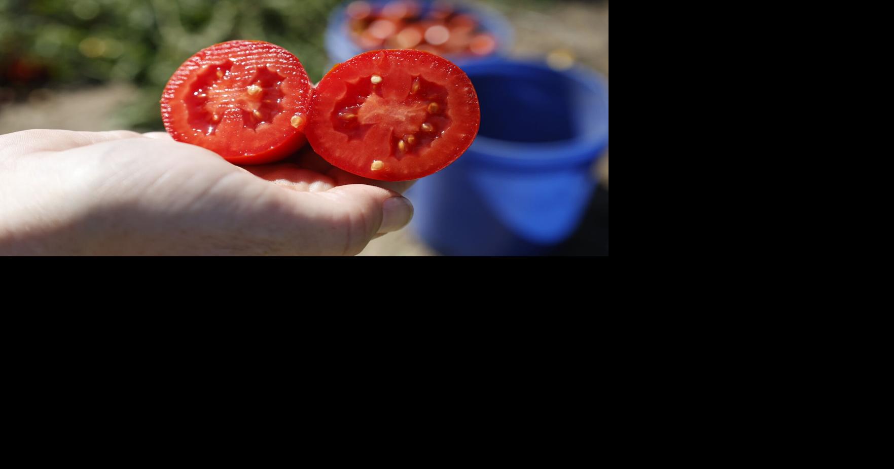 How a research facility in Leamington developed a top secret tomato that could take on the world
