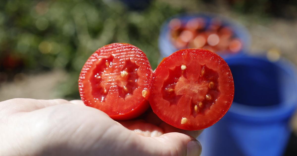 Wie eine Forschungseinrichtung in Leamington eine streng geheime Tomate ...