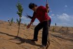 China’s 'Green Great Wall' tames desert growth, but scientists warn the fight is not over