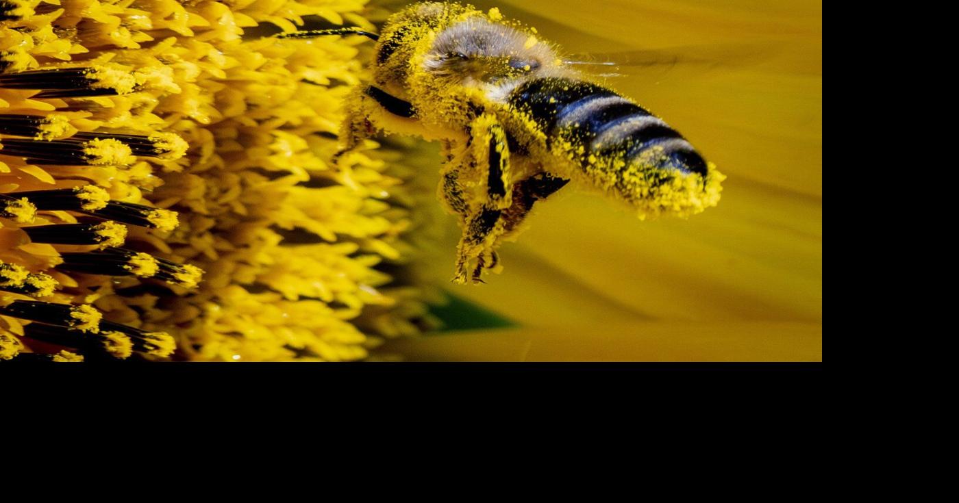 Meet neffy: Health Canada approves epinephrine nasal spray for anaphylaxis