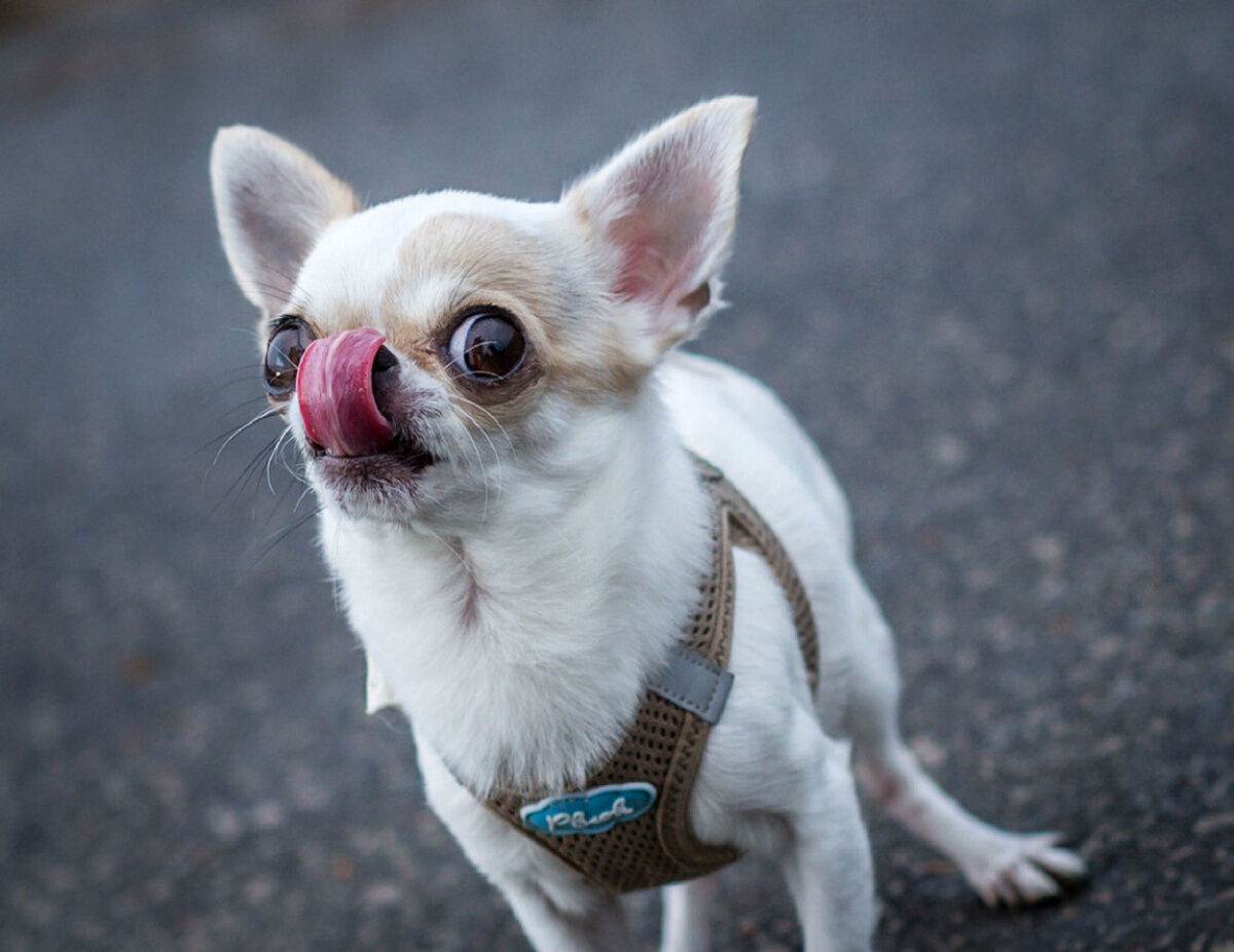 Bark collar for a chihuahua best sale