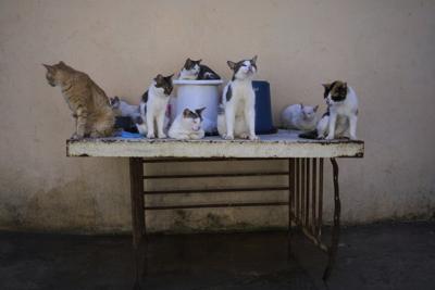 Cuban animal lovers struggle to feed stray cats and dogs as economic crisis bites