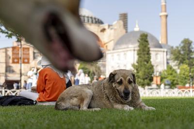 Turkey's top court upholds controversial law on culling of stray dogs