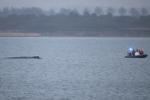 Whale stranded in the Baltic Sea swims free again. It still faces a tough task