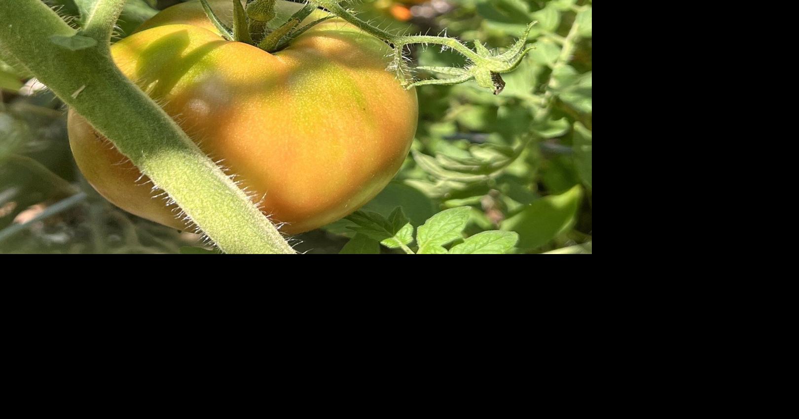 The risks of waiting too long to harvest garden vegetables