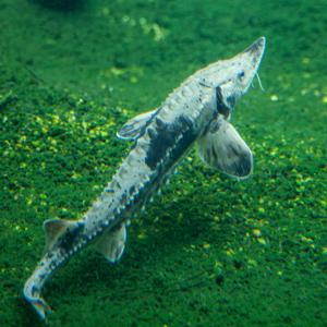 Toronto Zoo welcomes a descendant of the dinosaurs: lake sturgeon is 'a living fossil'