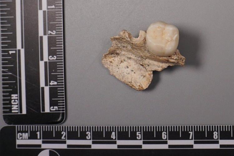 Ancient teeth hint at canoodling between early human relatives