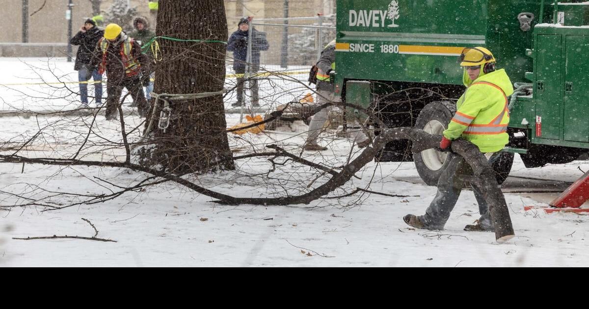 Injunction decision looms on future of trees at Osgoode Hall